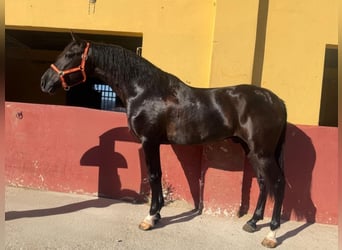 PRE, Semental, 3 años, 159 cm, Negro