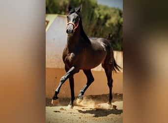 PRE Mestizo, Semental, 3 años, 159 cm, Negro PRE Mestizo, Semental, 3 años, 159 cm, Negro