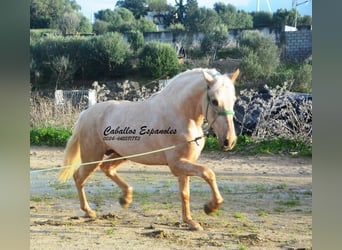 PRE Mestizo, Semental, 3 años, 159 cm, Palomino