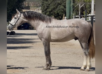 PRE Mestizo, Semental, 3 años, 159 cm, Tordo