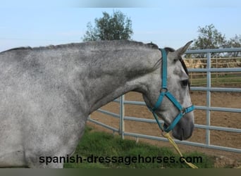 PRE Mestizo, Semental, 3 años, 159 cm, Tordo