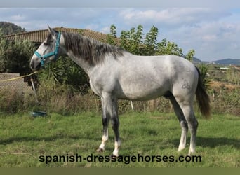 PRE Mestizo, Semental, 3 años, 159 cm, Tordo