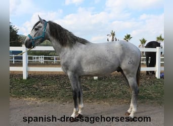 PRE Mestizo, Semental, 3 años, 159 cm, Tordo