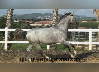 PRE Mestizo, Semental, 3 años, 159 cm, Tordo