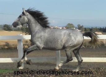 PRE Mestizo, Semental, 3 años, 159 cm, Tordo