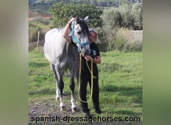 PRE Mestizo, Semental, 3 años, 159 cm, Tordo