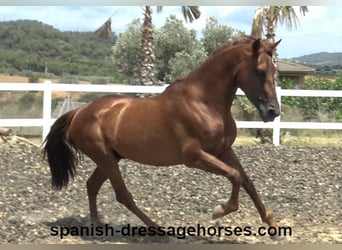 PRE Mestizo, Semental, 3 años, 160 cm, Alazán