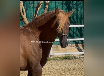 PRE Mestizo, Semental, 3 años, 160 cm, Alazán-tostado