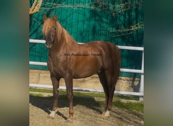 PRE Mestizo, Semental, 3 años, 160 cm, Alazán-tostado