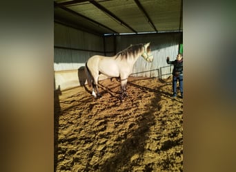 PRE Mestizo, Semental, 3 años, 160 cm, Bayo