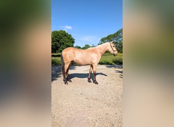 PRE Mestizo, Semental, 3 años, 160 cm, Bayo