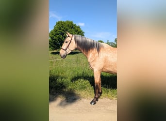 PRE Mestizo, Semental, 3 años, 160 cm, Bayo
