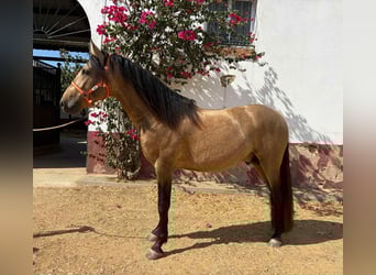 PRE Mestizo, Semental, 3 años, 160 cm, Bayo