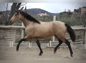 PRE Mestizo, Semental, 3 años, 160 cm, Buckskin/Bayo