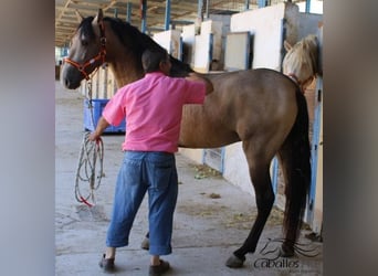 PRE, Semental, 3 años, 160 cm, Buckskin/Bayo