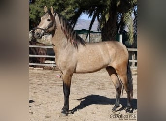 PRE, Semental, 3 años, 160 cm, Buckskin/Bayo