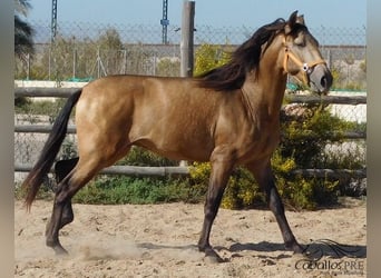 PRE, Semental, 3 años, 160 cm, Buckskin/Bayo