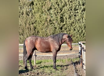 PRE, Semental, 3 años, 160 cm, Castaño