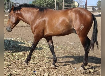 PRE, Semental, 3 años, 160 cm, Castaño