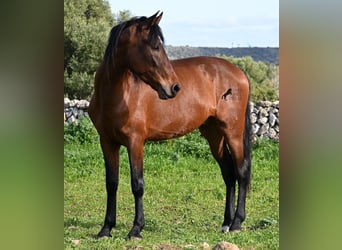 PRE Mestizo, Semental, 3 años, 160 cm, Castaño