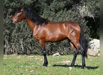 PRE Mestizo, Semental, 3 años, 160 cm, Castaño