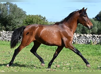 PRE Mestizo, Semental, 3 años, 160 cm, Castaño