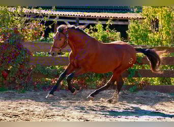 PRE Mestizo, Semental, 3 años, 160 cm, Castaño claro