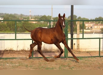 PRE, Semental, 3 años, 160 cm, Castaño oscuro