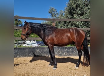 PRE Mestizo, Semental, 3 años, 160 cm, Castaño oscuro