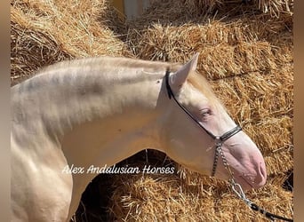 PRE Mestizo, Semental, 3 años, 160 cm, Cremello