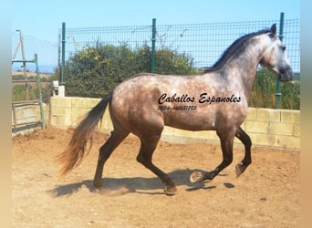 PRE Mestizo, Semental, 3 años, 160 cm, Musgo marrón