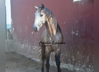 PRE Mestizo, Semental, 3 años, 160 cm, Musgo marrón