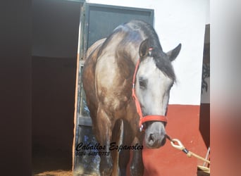 PRE Mestizo, Semental, 3 años, 160 cm, Musgo marrón