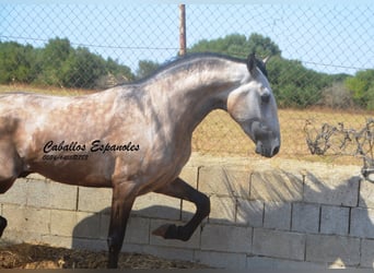 PRE Mestizo, Semental, 3 años, 160 cm, Musgo marrón