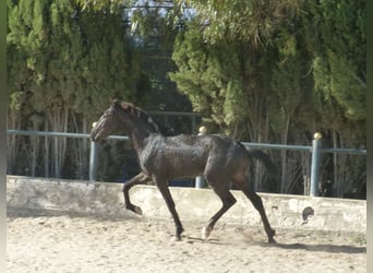 PRE Mestizo, Semental, 3 años, 160 cm, Negro