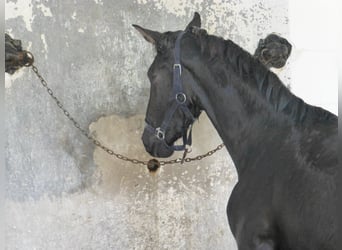 PRE Mestizo, Semental, 3 años, 160 cm, Negro