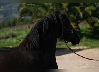 PRE Mestizo, Semental, 3 años, 160 cm, Negro