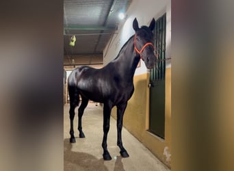 PRE Mestizo, Semental, 3 años, 160 cm, Negro