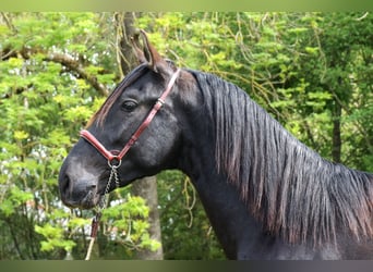 PRE, Semental, 3 años, 160 cm, Negro