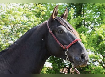 PRE, Semental, 3 años, 160 cm, Negro