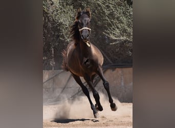 PRE, Semental, 3 años, 160 cm, Negro