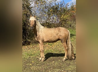 PRE Mestizo, Semental, 3 años, 160 cm, Palomino