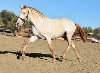 PRE, Semental, 3 años, 160 cm, Perla