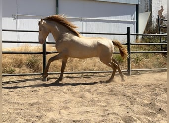 PRE Mestizo, Semental, 3 años, 160 cm, Perlino