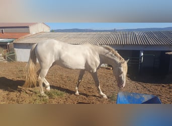 PRE Mestizo, Semental, 3 años, 160 cm, Perlino