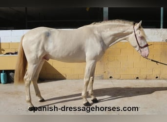 PRE Mestizo, Semental, 3 años, 160 cm, Perlino