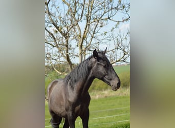 PRE Mestizo, Semental, 3 años, 160 cm, Tordo