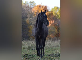 PRE Mestizo, Semental, 3 años, 160 cm, Tordo