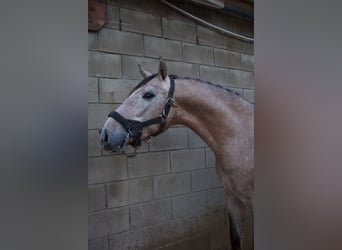 PRE, Semental, 3 años, 160 cm, Tordo