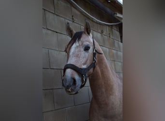 PRE, Semental, 3 años, 160 cm, Tordo